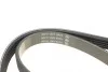 Ремінь генератора BMW 3/5 90-00 / Ford Focus 2.5 05-12 DAYCO 5PK890 (фото 3)