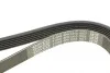 Ремінь генератора Fiat Doblo 1.3D Multijet/1.3JTD/Ford Focus 1.8/2.0 04- DAYCO 6PK1310 (фото 4)