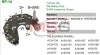 Диодный мост MOBILETRON RP14 (фото 1)